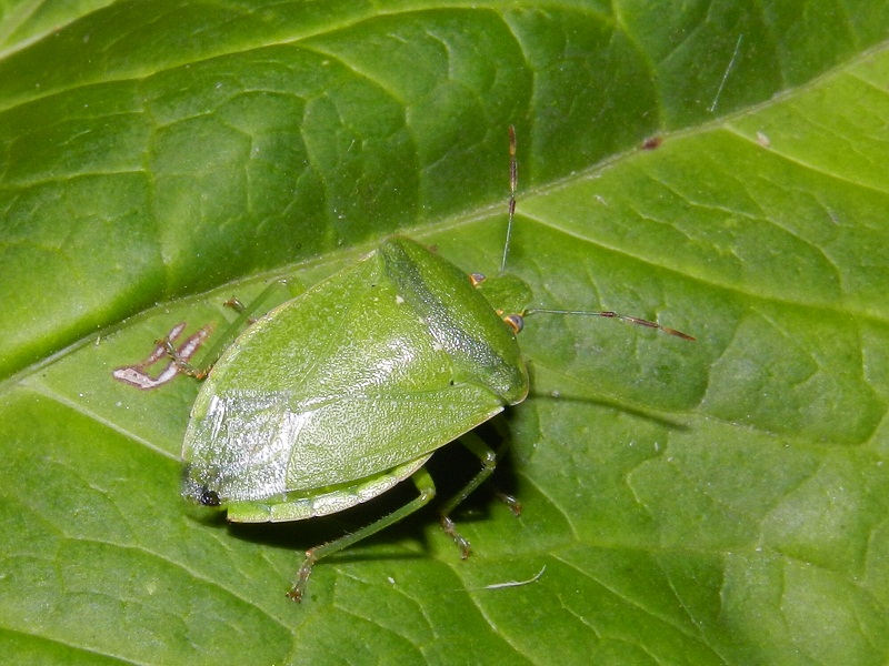 Pentatomidae: Nezara viridula e Palomena viridissima (VA)